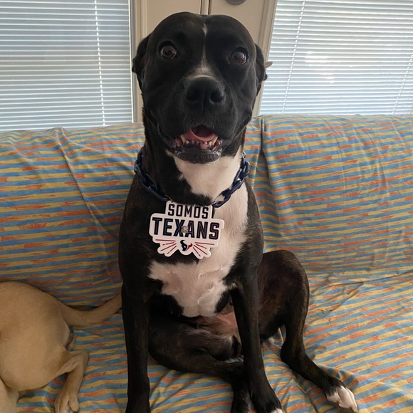 Meet your Posher, Carlos - Picture 6 of 11